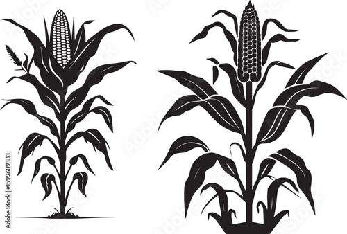 Silhouette of corn plant growing with leaves vector on white background 