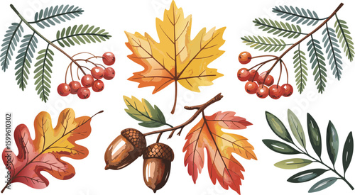 Watercolor Autumnal Illustration Leaves, Rowan Berries, and Acorns on White Background, Seasonal Elements