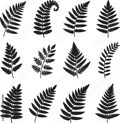 Black fern frond silhouettes on white background leaf plant