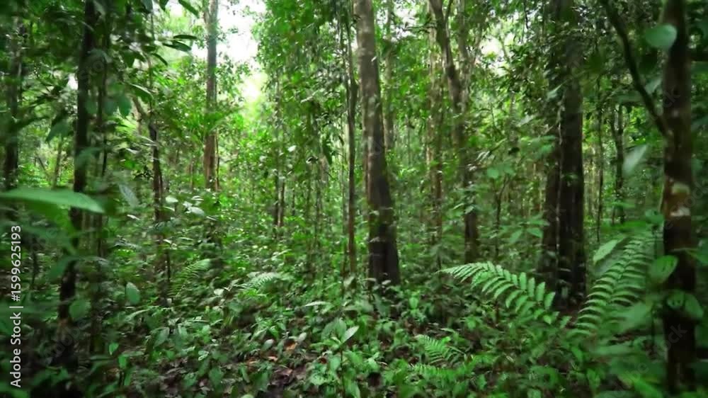 Lush, verdant rainforest interior Lush, verdant rainforest interior