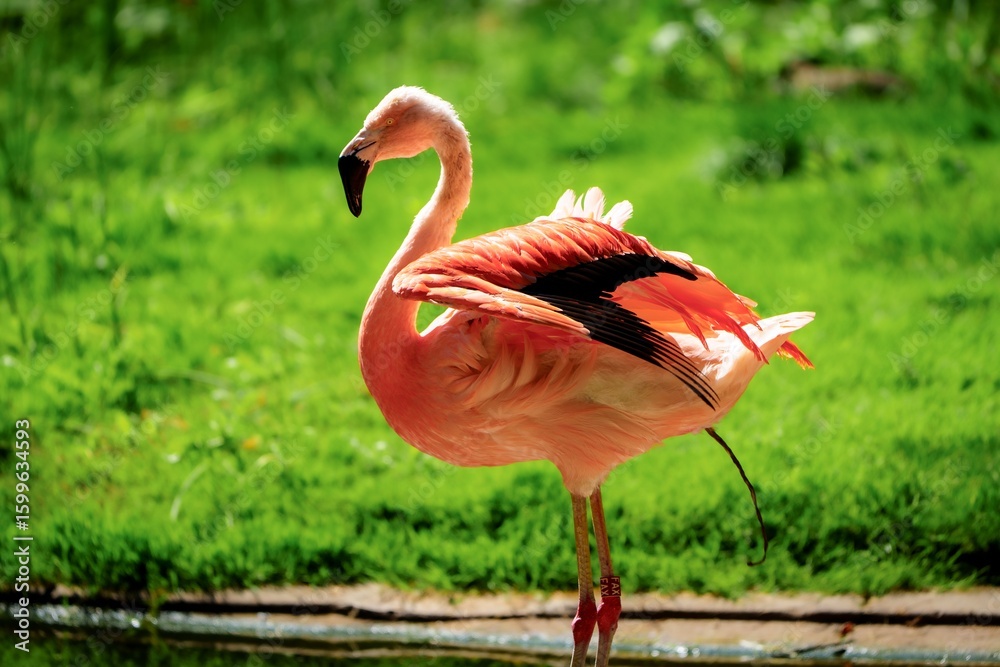 Fototapeta premium This captivating wildlife photograph features a graceful flamingo in its natural habitat, surrounded by lush greenery. The vibrant pink feathers contrast beautifully with the serene background.