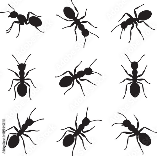 Black ant silhouettes on white background insects