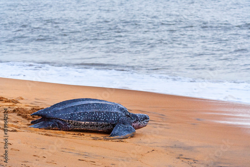 A leatherback sea turtle (Dermochelys coriacea) returns to the ocean after nesting on a beach in French Guiana.