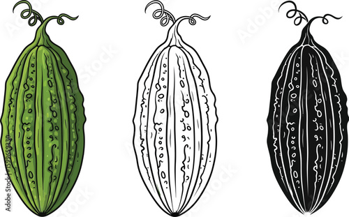 Bitter melon illustration set vector drawing of bitter gourd healthy vegetable bitter melon art design editable