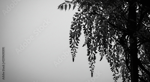 Dramatic Black and White Wisteria Blossoms Against Overcast Sky.