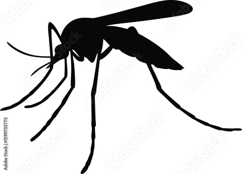 Mosquito silhouette: A striking silhouette of a mosquito, poised against a clean, creating a dramatic visual of a common insect.