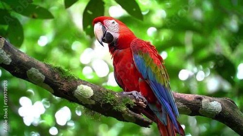 Scarlet macaw perched on a mossy branch in the rainforest.
