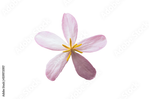 a single flower with a white background