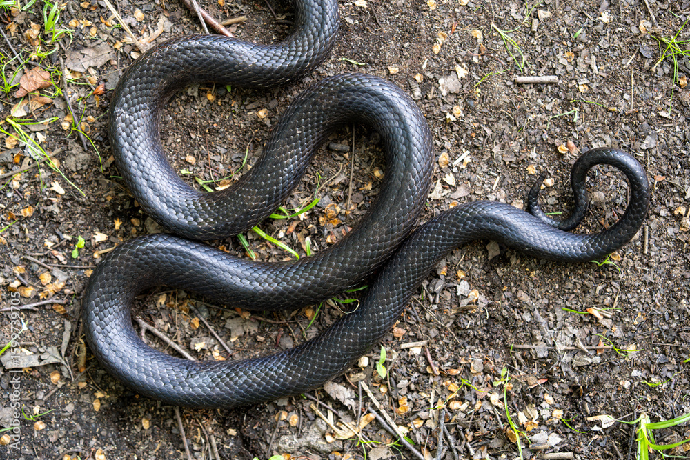Fototapeta premium Black snake. Big black surface features scales, creating an exotic and dangerous aesthetic. Perfect for nature, wildlife, or design backgrounds. Forest Cobra. Black Cobra.