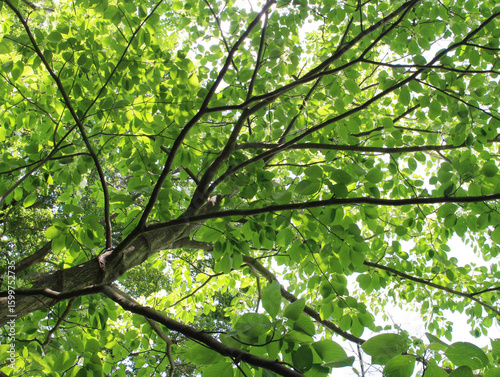 Tree branches with fresh green leaves in early summer forest. Beautiful young foliage backlit by the sunlight background.	