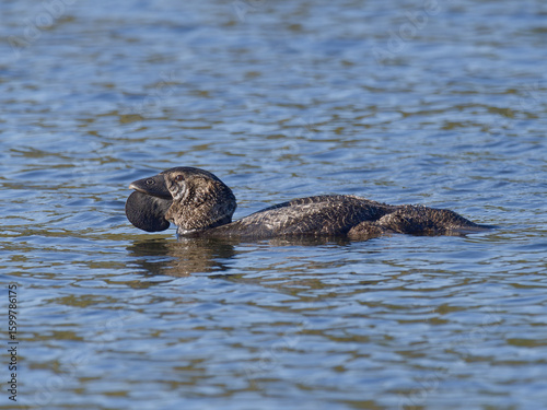 Photography Male Musk Duck (Biziura lobata) in mating season with protruding bill lobe