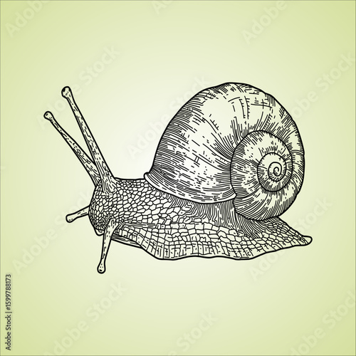 snail drawing artwork handmade illustration