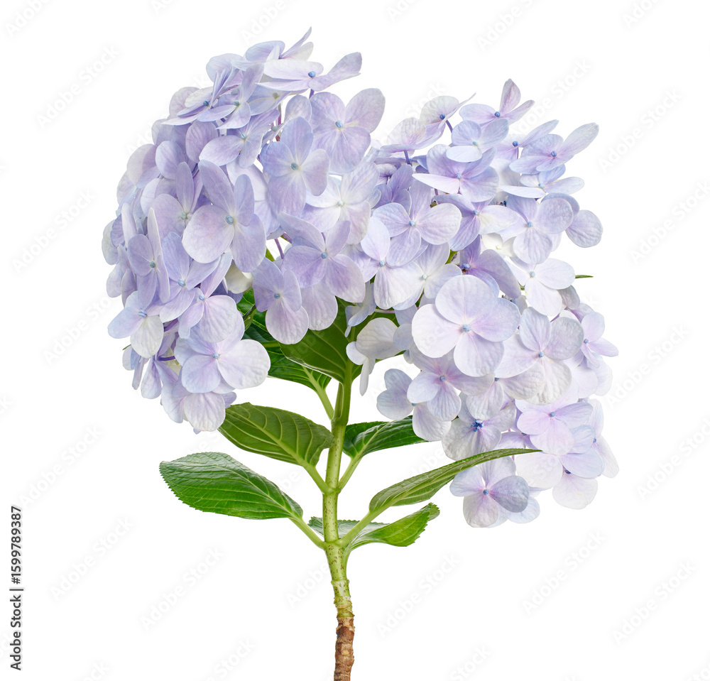 Hydrangea flower, Hydrangea macrophylla, isolated on white background, with clipping path Hydrangea flower, Hydrangea macrophylla, isolated on white background, with clipping path