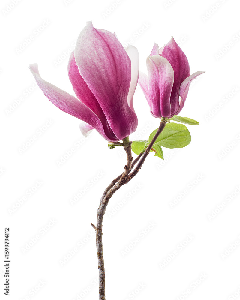 Fototapeta premium Purple magnolia flower, Magnolia felix isolated on white background, with clipping path 