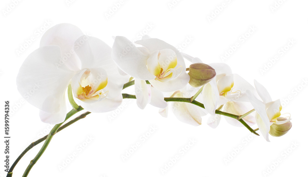 Obraz premium White Phalaenopsis Orchid, Moth Orchids isolated on white background, with clipping path 