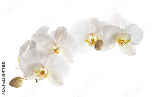 White Phalaenopsis Orchid, Moth Orchids isolated on white background, with clipping path   