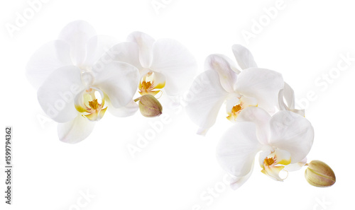 White Phalaenopsis Orchid, Moth Orchids isolated on white background, with clipping path   