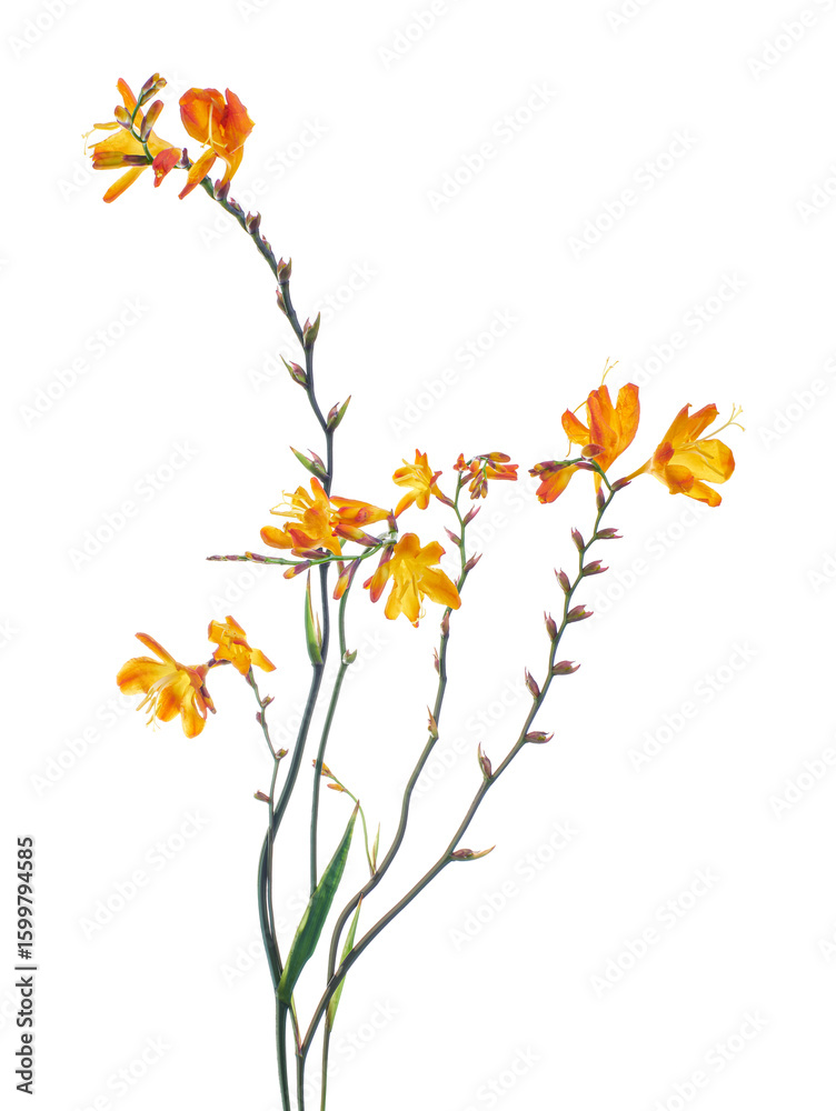 Fototapeta premium Crocosmia flower, Orange Montbretia flower isolated on white background, with clipping path