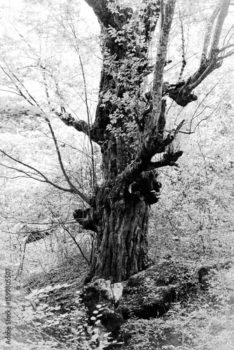 Old tree in a forest