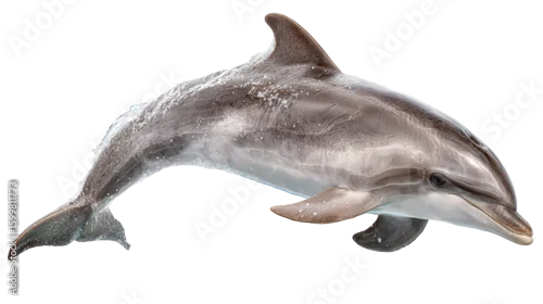Obraz Baby Dolphin Leaping: A flat lay of a baby dolphin leaping out of the water, isolated on a Transparent background, PNG file.