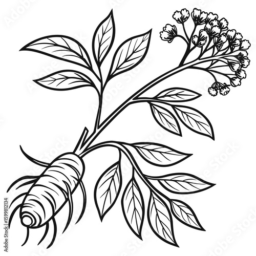 Herbal root with leaves and flowers plant botanical illustration