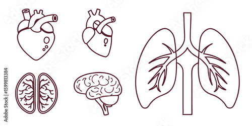 human organs line icon set vector pictograms