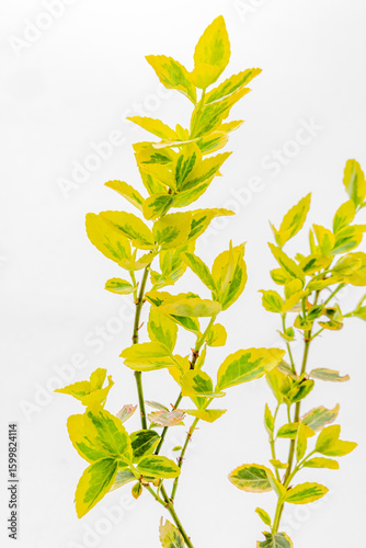 Lush new growth of bright green leaves stands tall, catching sunlight in a serene setting