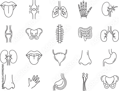 Human Anatomy Icons Set Internal and External Organs Bones and Body Parts