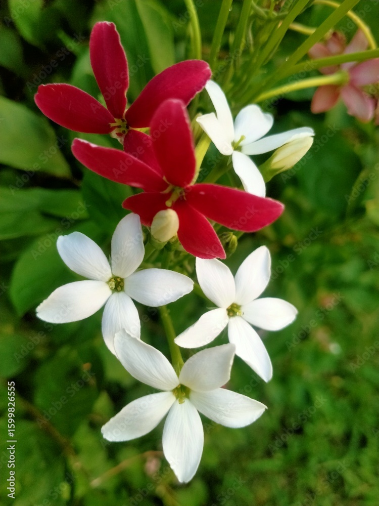 Obraz premium Rangoon Creeper Flower Cluster in Close Up Shot with Red and White Petals Blooming in Garden Near Hyderabad