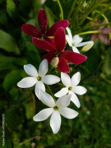 Photography Close Up of Rangoon Creeper Flowers Blooming in a Garden in India Beautiful Flor