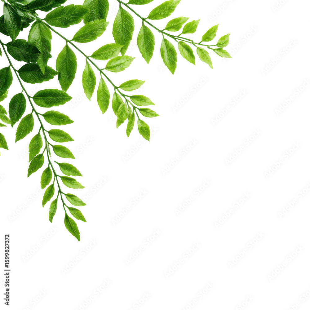 Obraz premium Fresh sprigs of vibrant green foliage with delicate textures and natural curves, perfect for botanical design and wellness themes, on transparent background