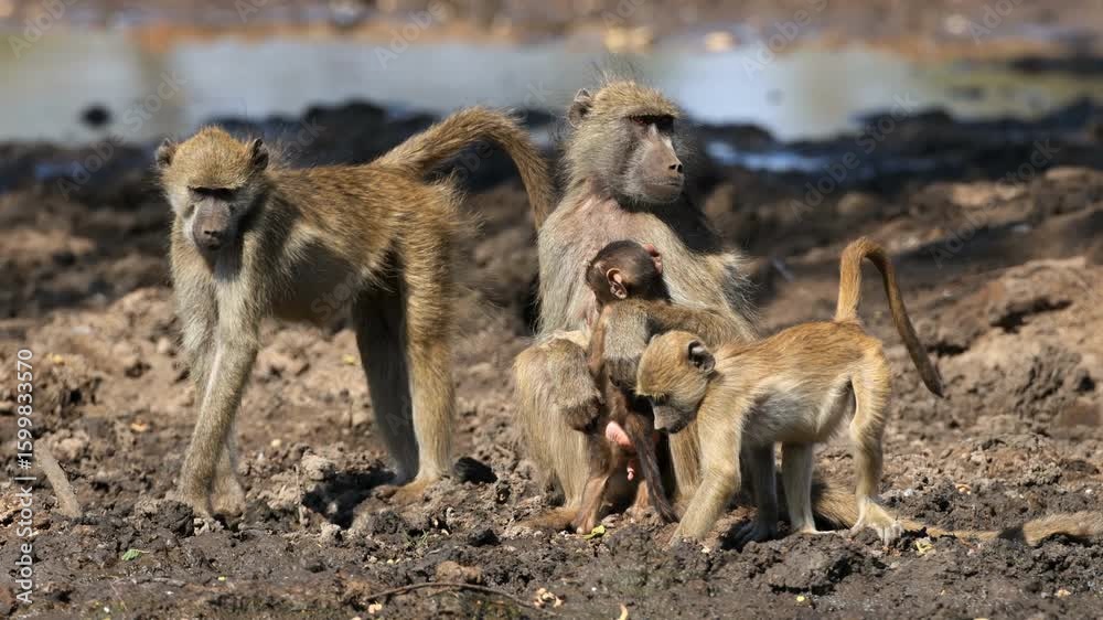 A chacma baboon (Papio ursinus) family in natural habitat, Chobe National Park, Botswana A chacma baboon (Papio ursinus) family in natural habitat, Chobe National Park, Botswana