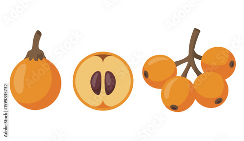 Whole and halved orange fruits on branches vector