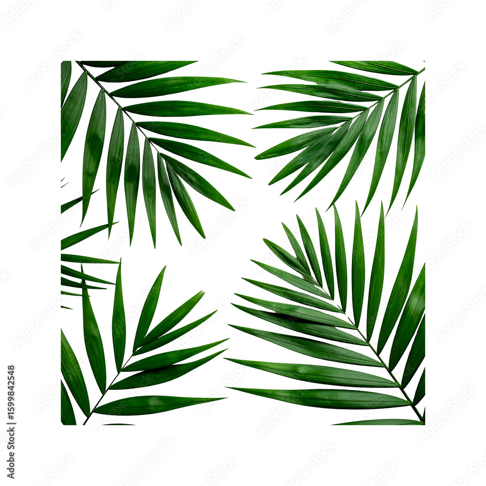 Naklejka premium Lush green palm leaves arrangement elegantly showcased on transparent background
