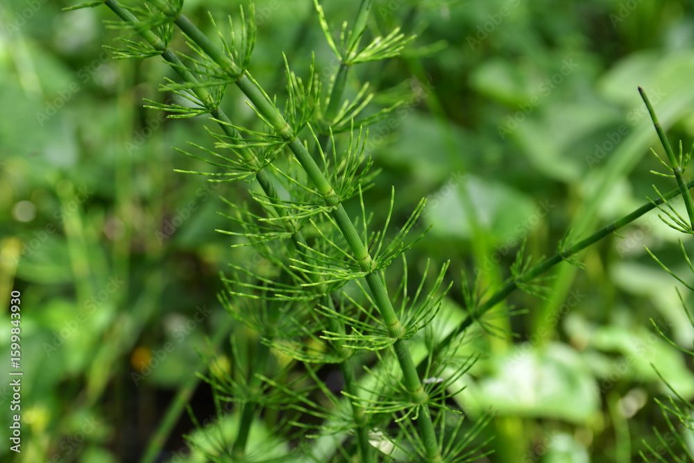 Close up of Equisetum Pratense (Shady Horsetail, Meadow Horsetail) Close up of Equisetum Pratense (Shady Horsetail, Meadow Horsetail)