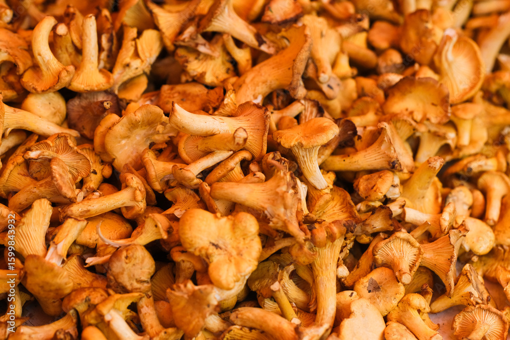 Chanterelles Chanterelles