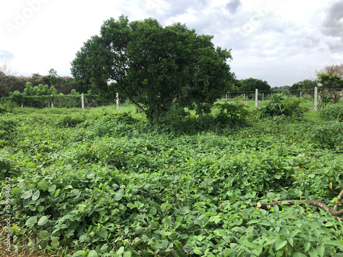 Citrus trees surrounded by invasive vines and weeds in an abandoned farmland lot.