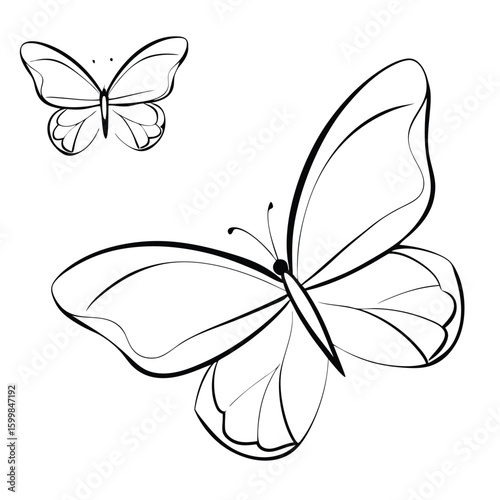 butterfly on isolate background 