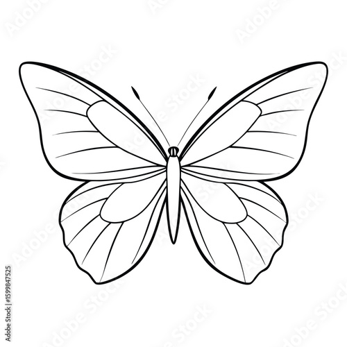 butterfly on isolate background 