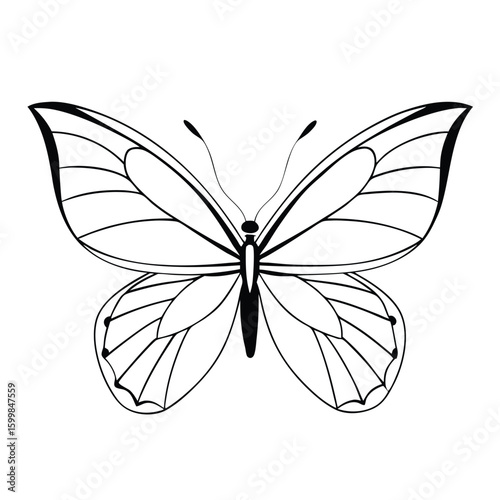 butterfly on isolate background 