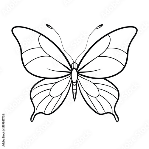 butterfly on isolate background 