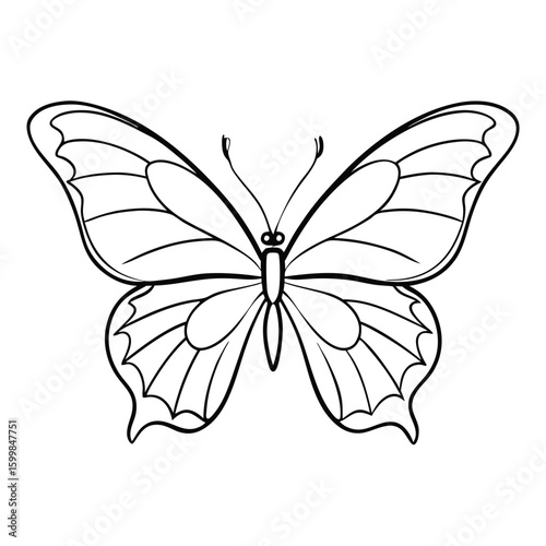 butterfly on isolate background 
