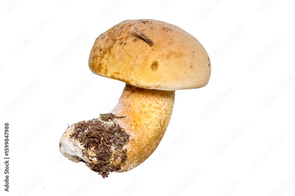 Fototapeta premium a bile mushroom on a white background. an isolated object. a colorful macro photograph of a mushroom.