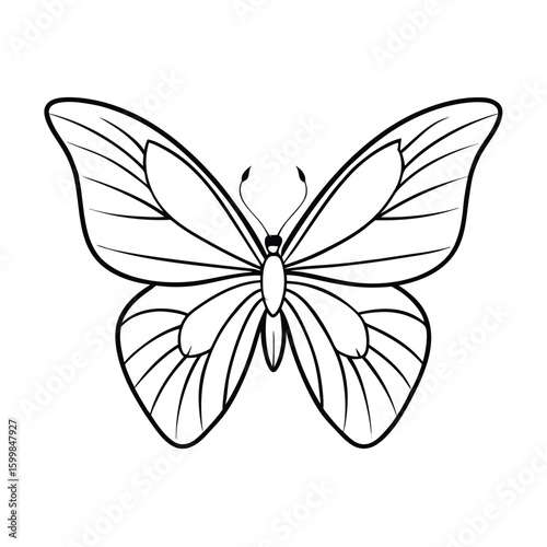 butterfly on isolate background 