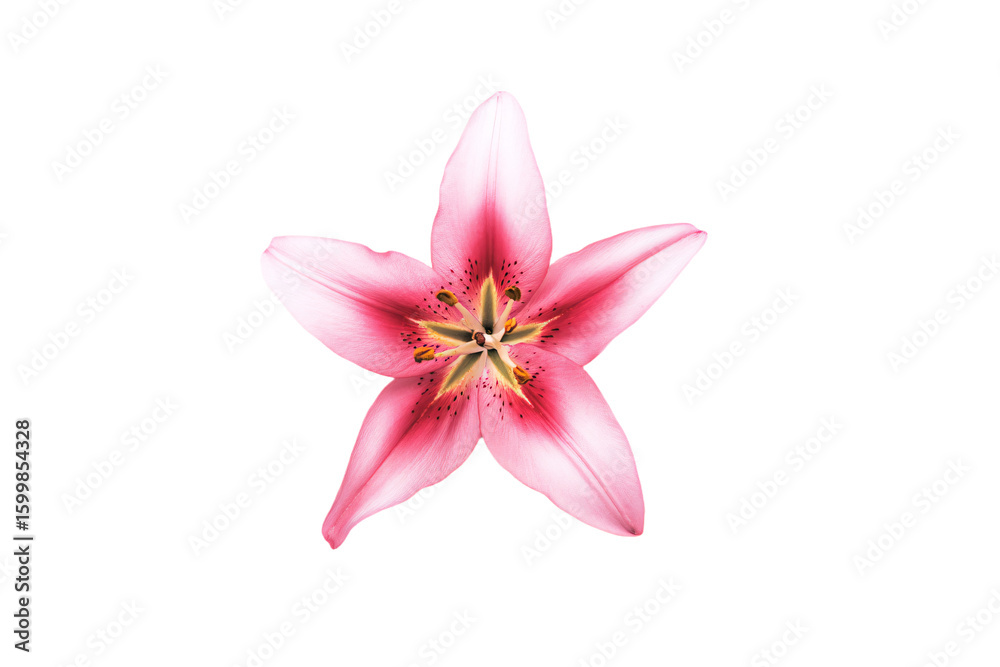 Naklejka premium a pink flower with a yellow center on a white background