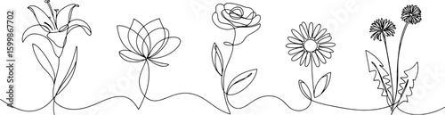 Lily lotus rose daisy dandelions line art vector