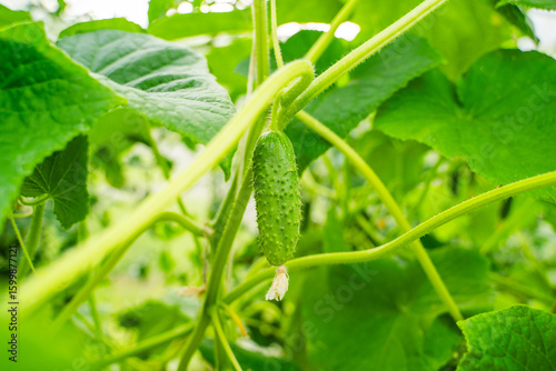 Young cucumber growing on a plantation in a greenhouse, close-up