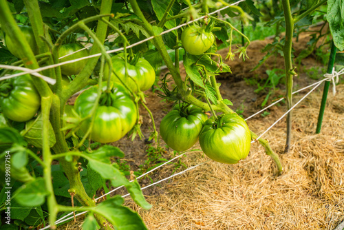 Green tomatoes hanging on the vegetable garden bed, close-up. A fruitful harvest of tomatoes