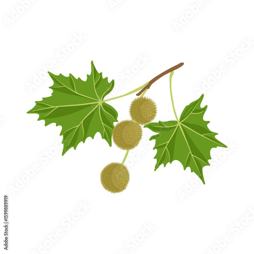 vector drawing branch of plane tree, sycamore with green leaves and fruits , isolated at white background, hand drawn illustration