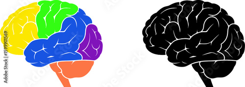 Human brain anatomy diagram illustration for medical science education and healthcare concept design 100 vector